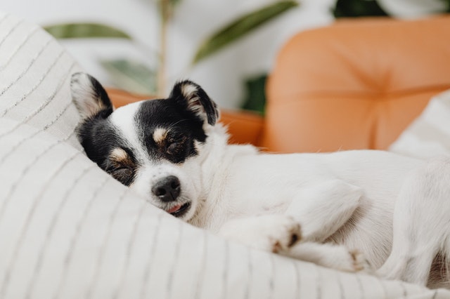 La hidratación, pieza clave en la salud de las mascotas.